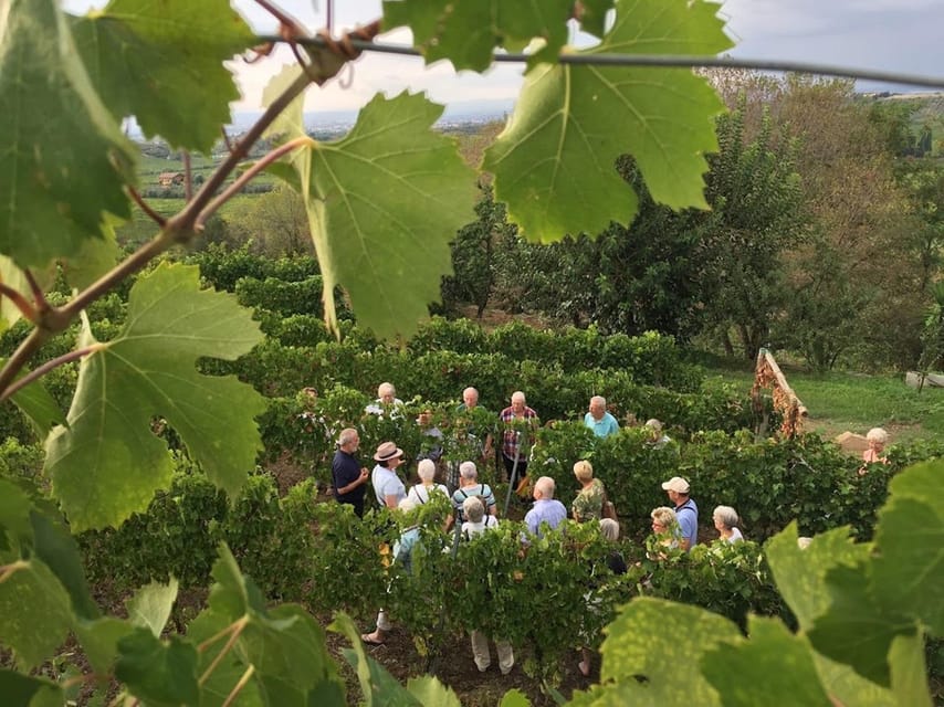 Frascati: 3-Hour Wine and Oil Tasting with Lunch/Dinner - Welcome Refreshments in Frascati: The Easy Opening