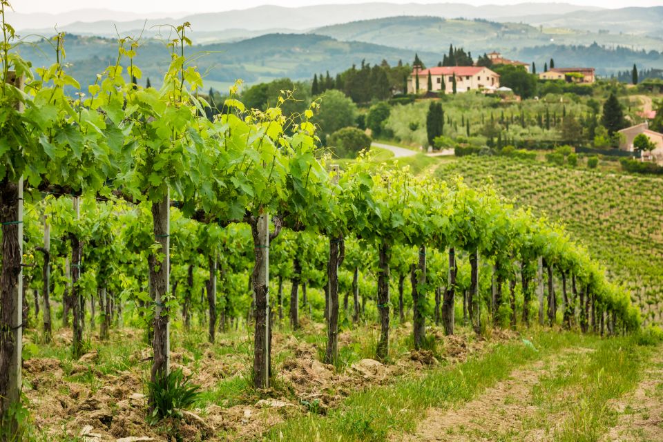 Frascati Private Tour w/ Lunch & Wine Tasting in a Vineyard - Roma Termini to Frascati: a scenic start that stays easy