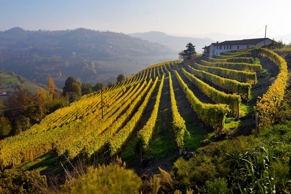 Frascati Private Tour w/ Lunch & Wine Tasting in a Vineyard - Lunch option: homemade pasta in Frascati vs. tasting-only comfort