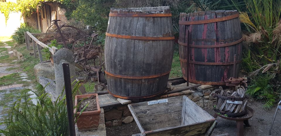 From Civitavecchia: Tuscany-Latium Wine Tour with Tastings - What the tasting looks like (and why snacks matter)