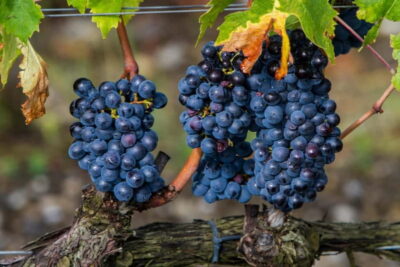 From Roma: Montepulciano and Montalcino, on the Wine Routes - Montepulciano’s Renaissance lanes and the views you came for