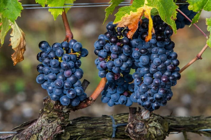 From Roma: Montepulciano and Montalcino, on the Wine Routes - Montepulciano’s Renaissance lanes and the views you came for