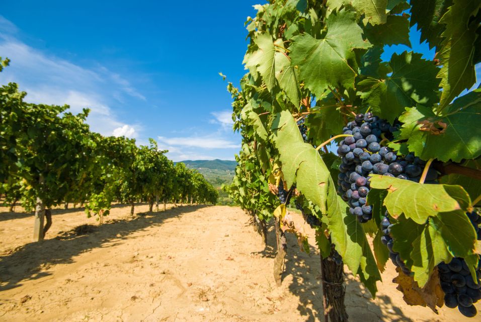From Rome: Private Tuscany Day Trip - Price and value: $553.32 per person adds up, but you’re paying for convenience