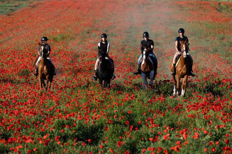 Ride in Rome with meal and wine included - Horse Care, Tack Up, Then Head Into the Pinewood